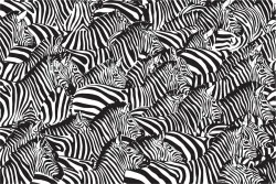 Wallpaper with modern zebra design animal pattern.