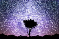 Carta da Parati Flora e Fauna Paesaggi e Natura Alberi Cielo Universo